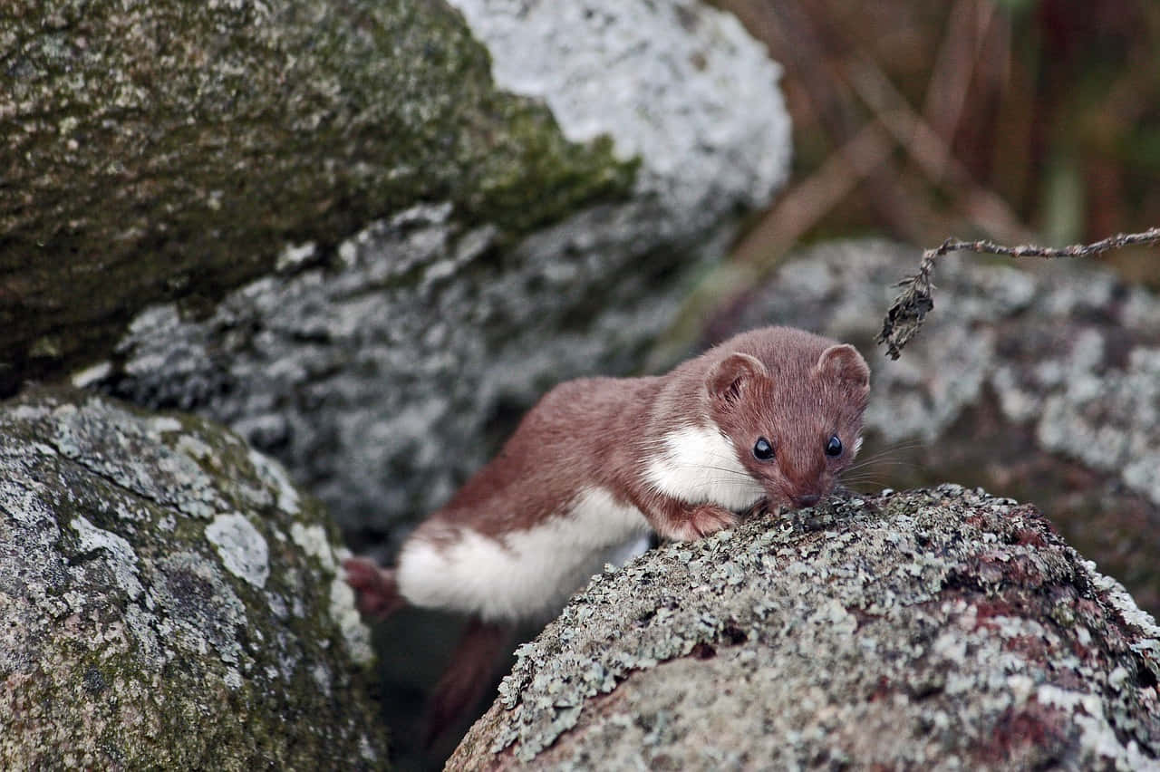 Ermine Peeking From Rocks Wallpaper