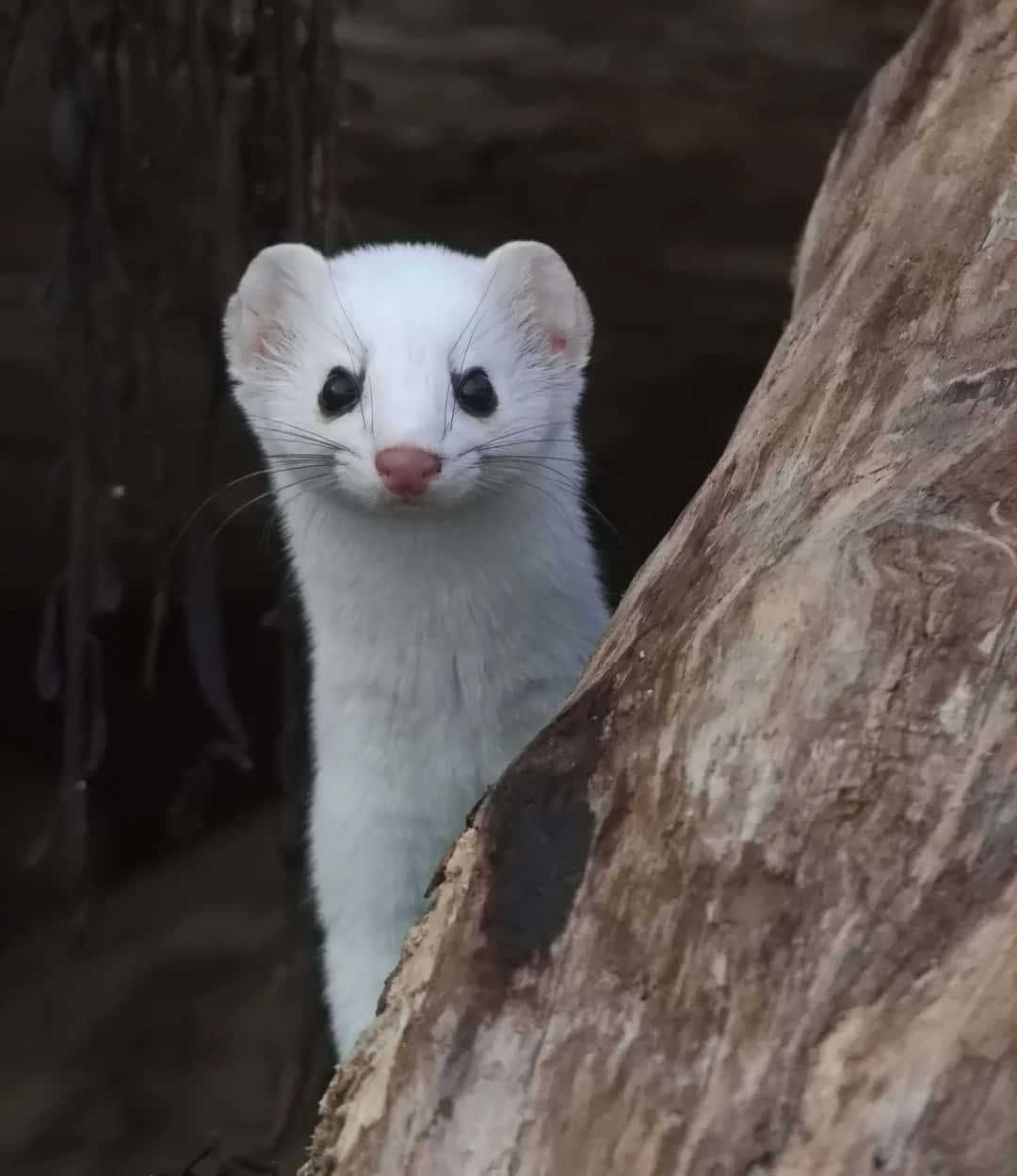 Ermine Peeking From Tree Wallpaper