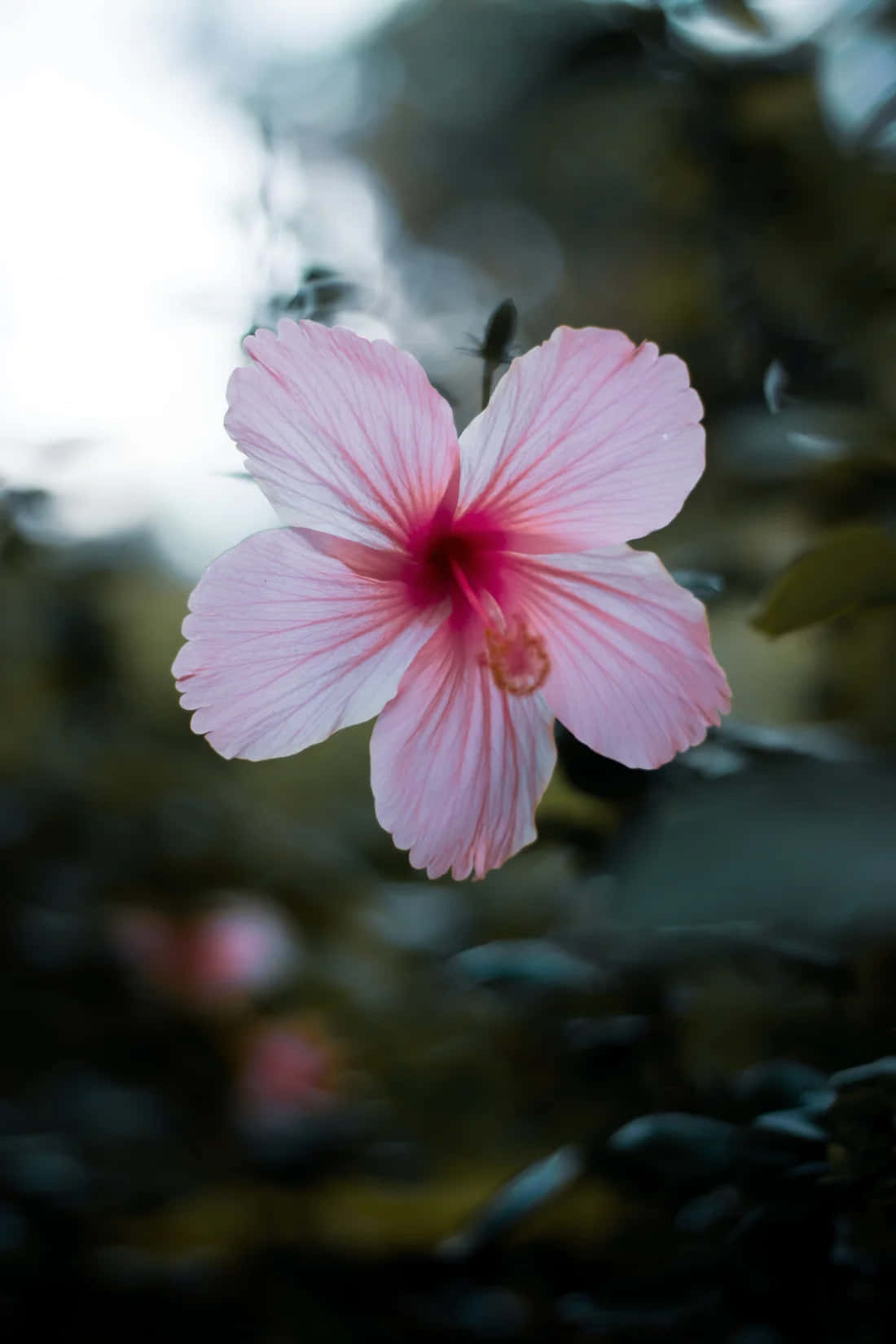 Ethereal Pink Hibiscus Bloom Wallpaper