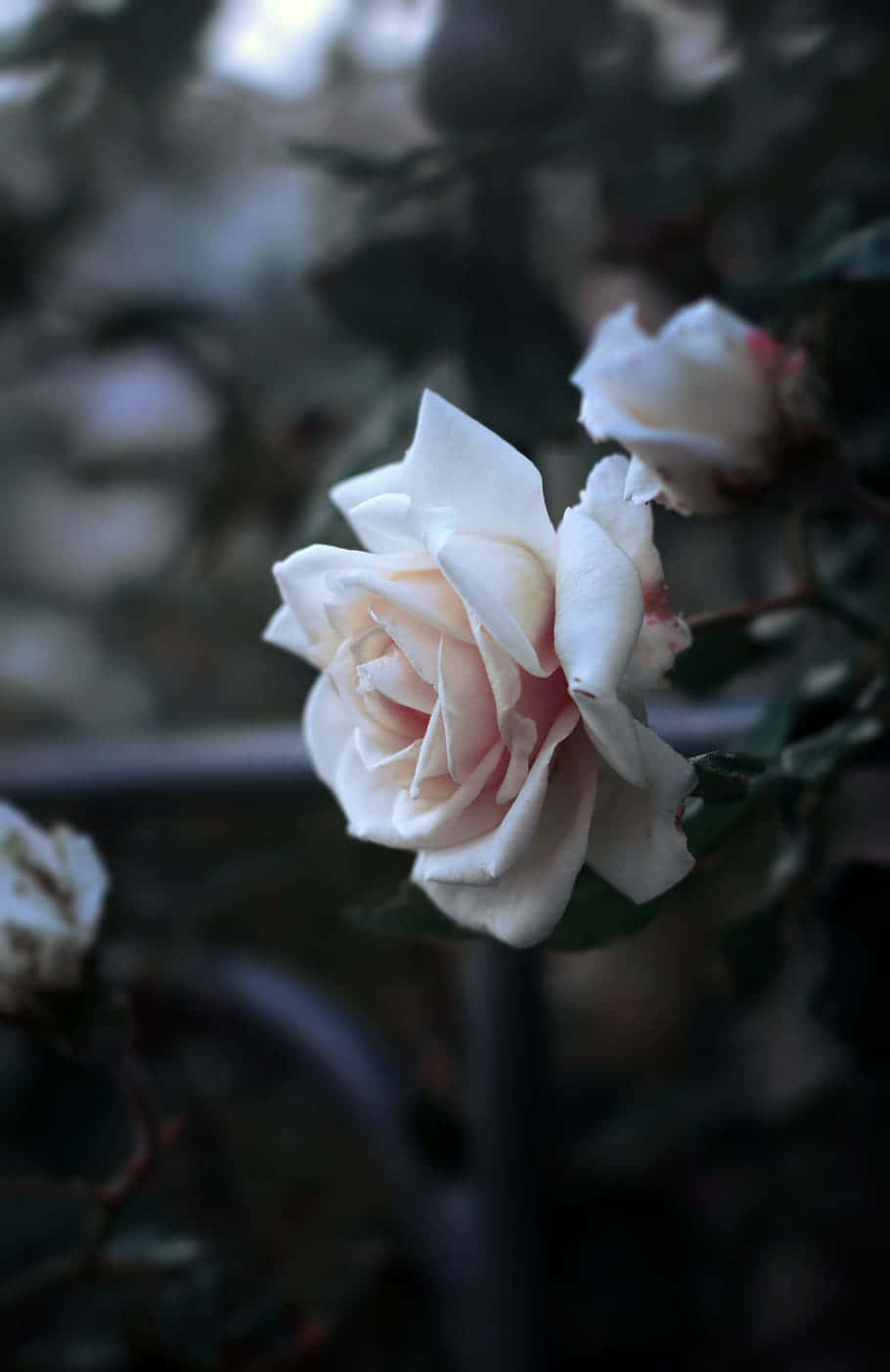 Ethereal White Rose Garden Wallpaper