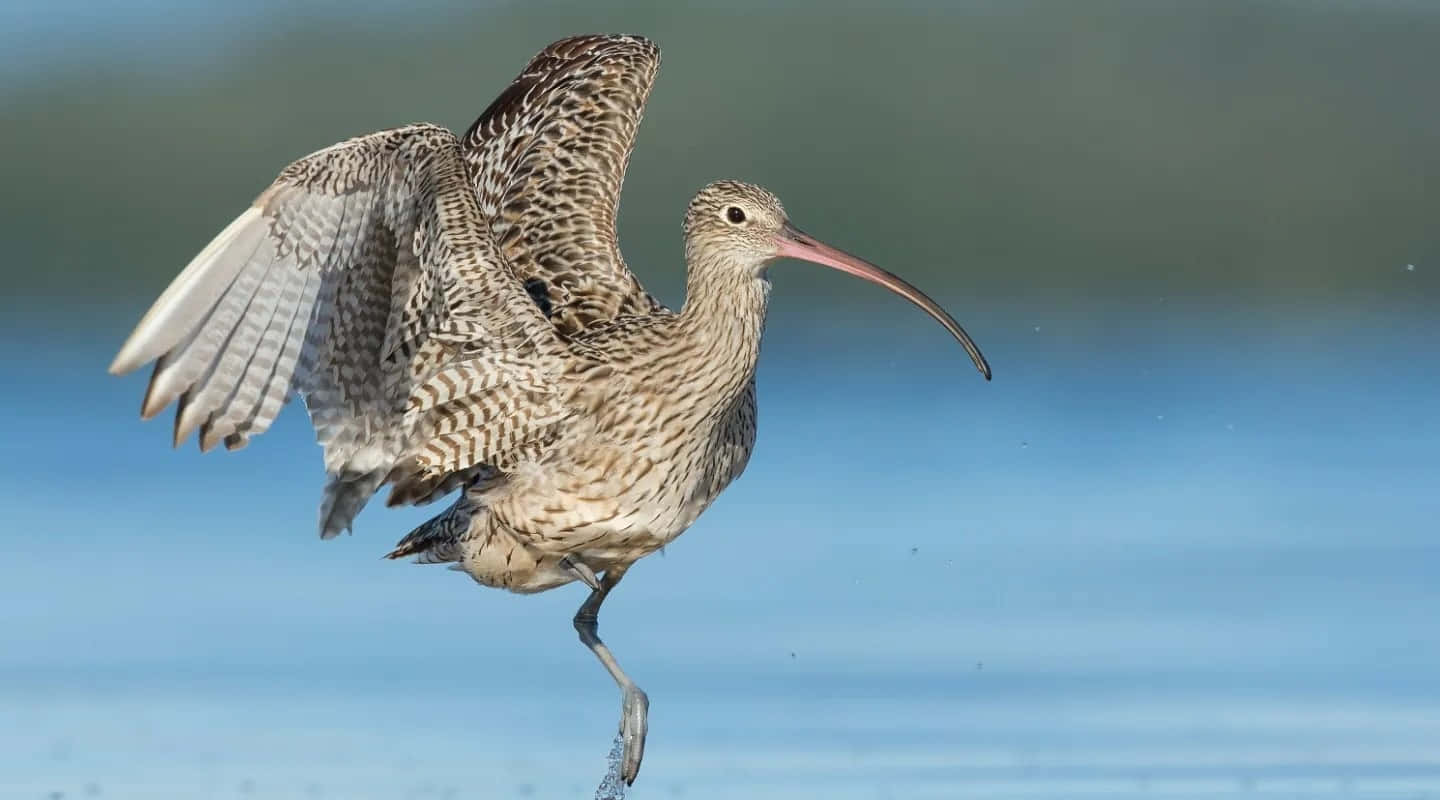 Eurasian Curlew In Flight Wallpaper