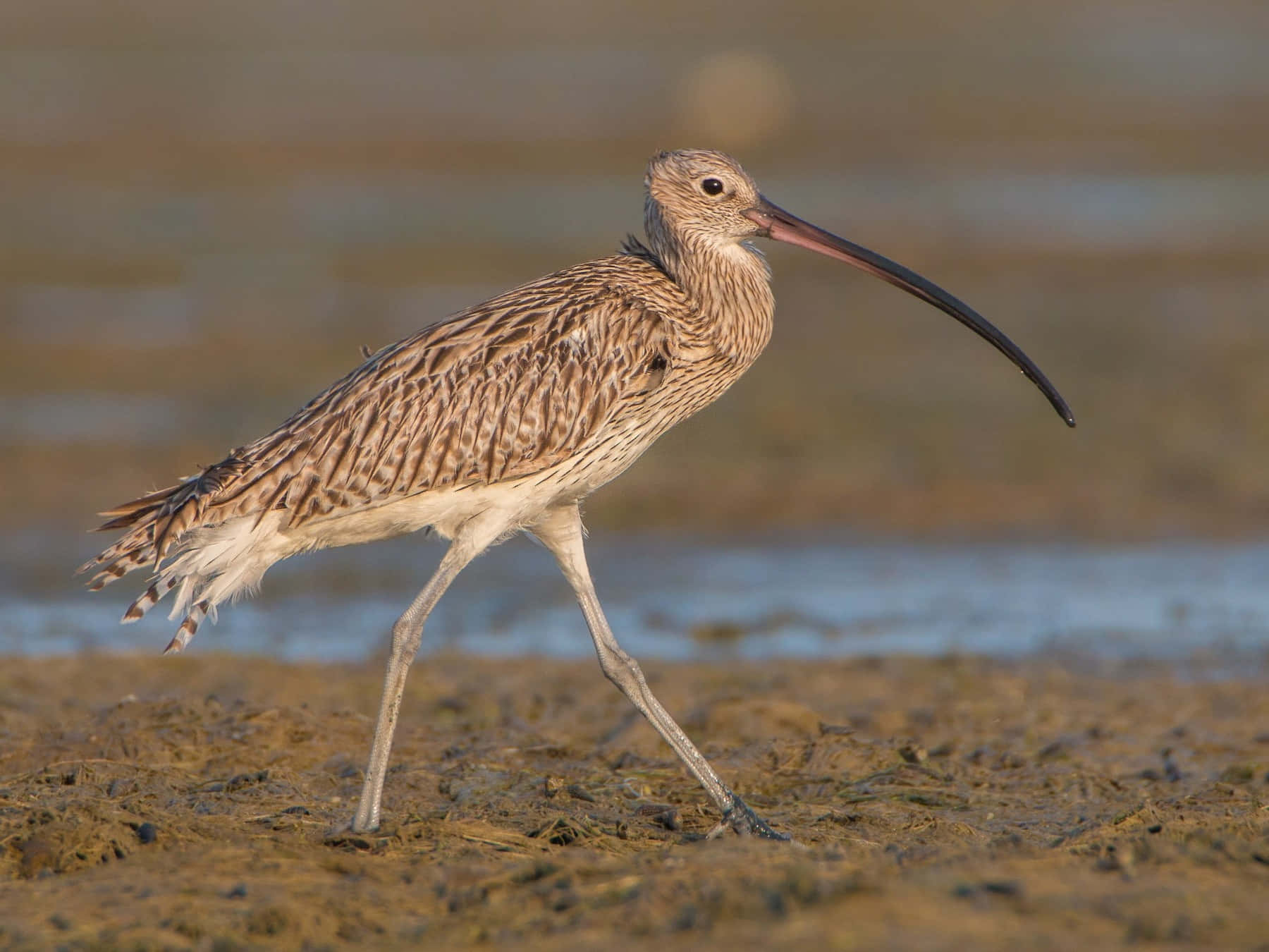 Eurasian Curlew Wading Bird Wallpaper