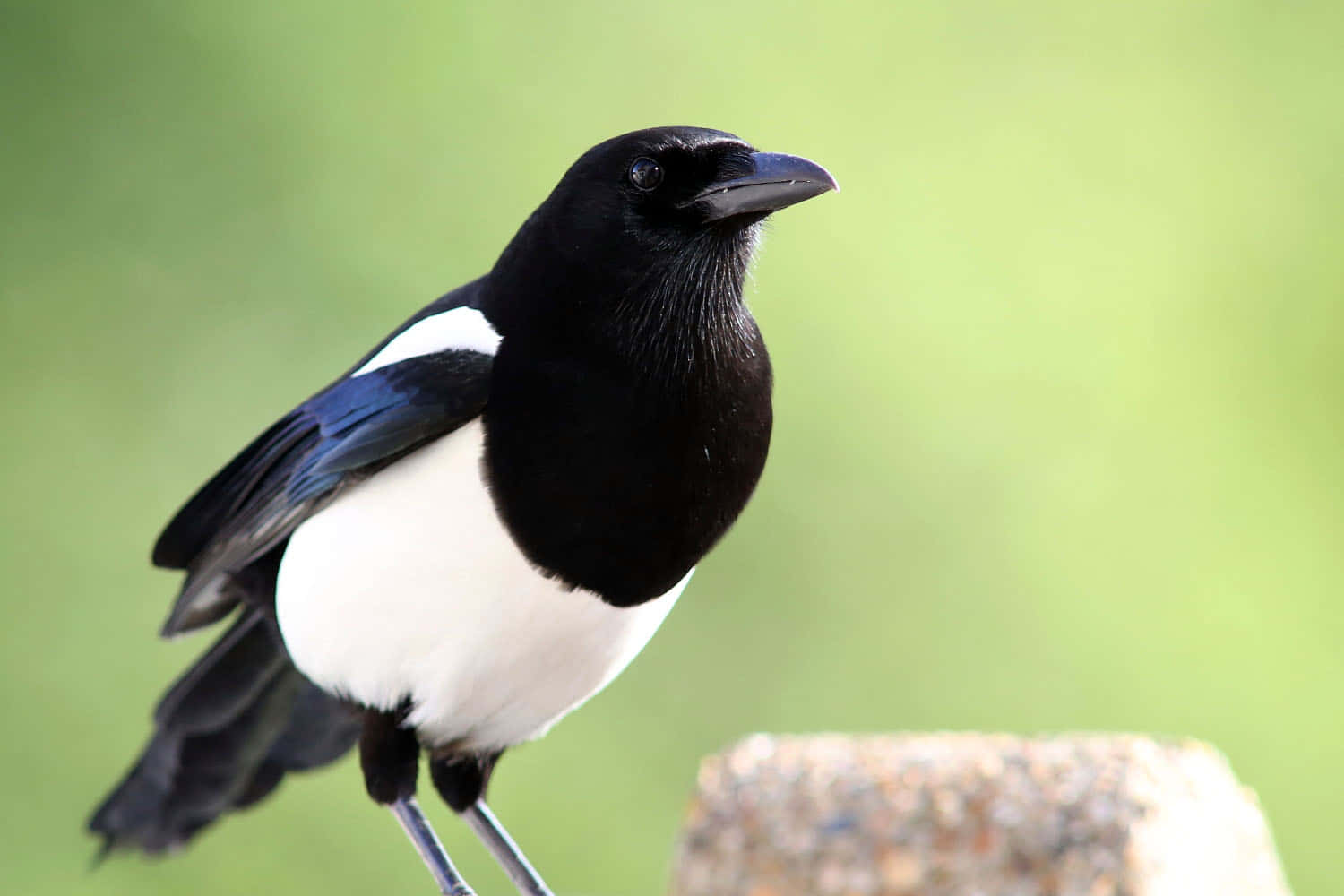 Eurasian Magpie Perched Wallpaper