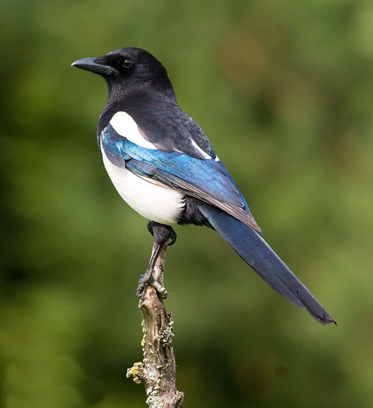 Eurasian Magpie Perchedon Branch Wallpaper