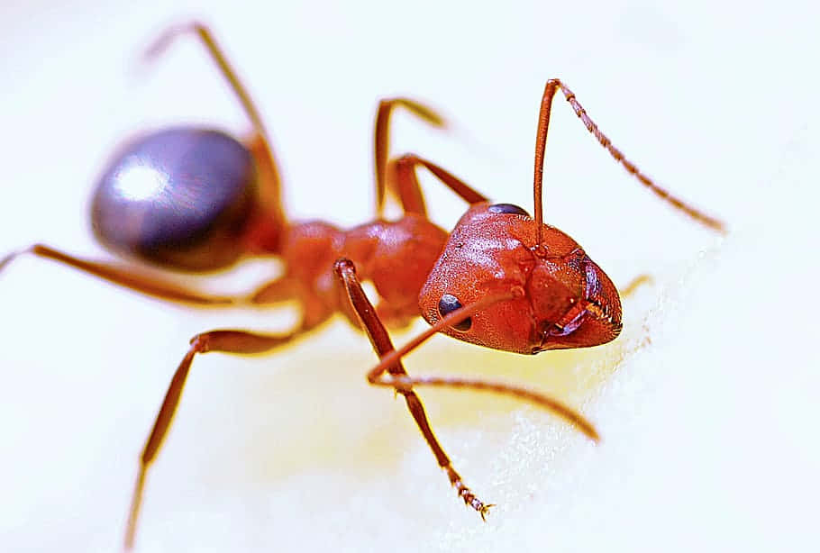 European Fire Ant Close Up Wallpaper