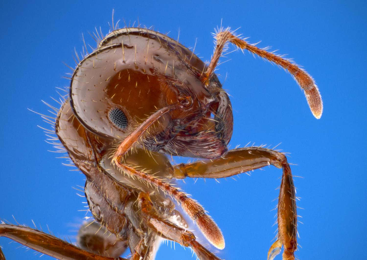 European Fire Ant Close Up Wallpaper