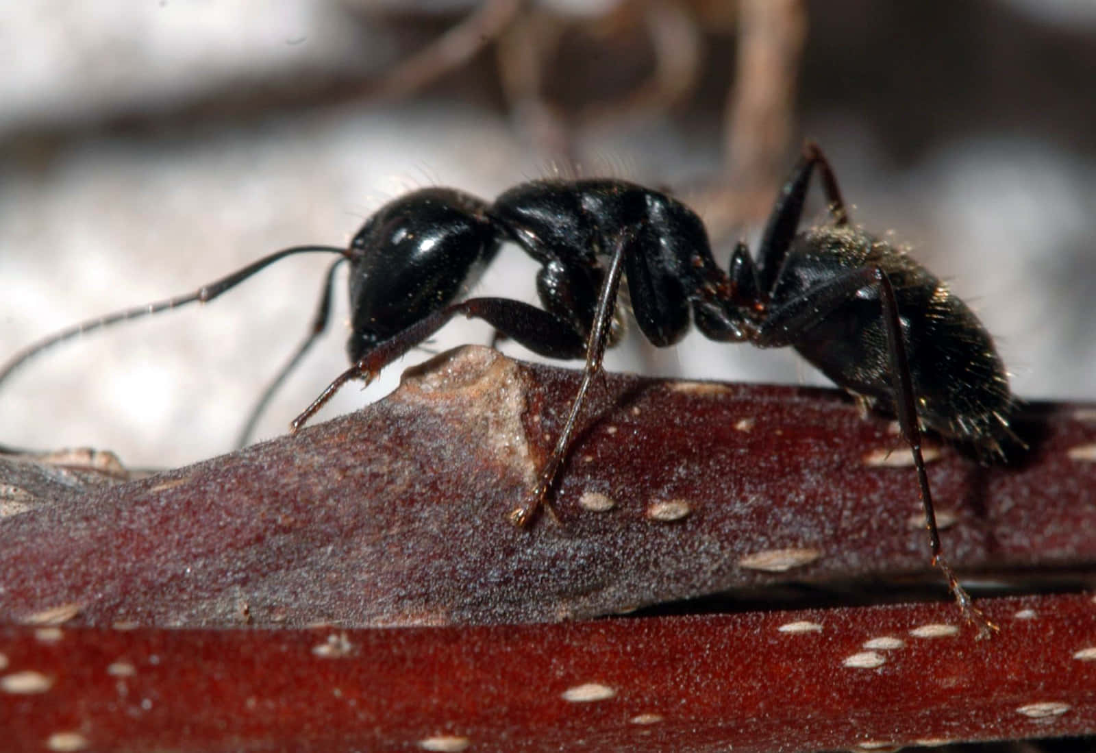 European Fire Ant Close Up Wallpaper