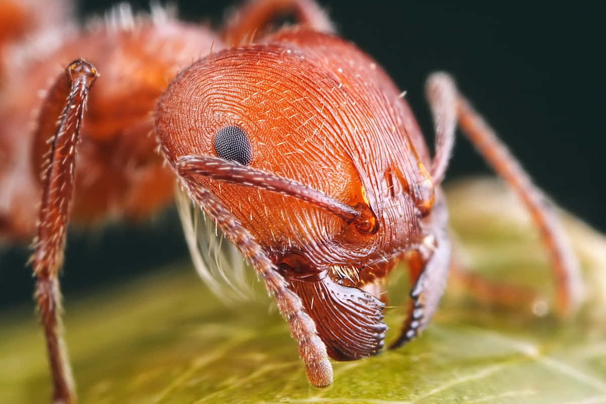 European Fire Ant Macro Photography Wallpaper