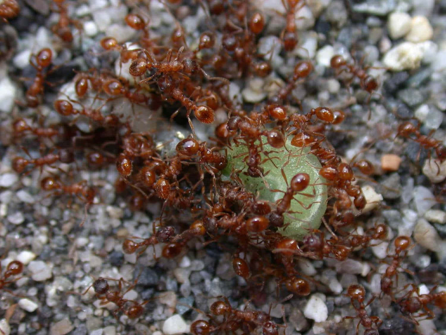 European Fire Ants Teamwork Wallpaper