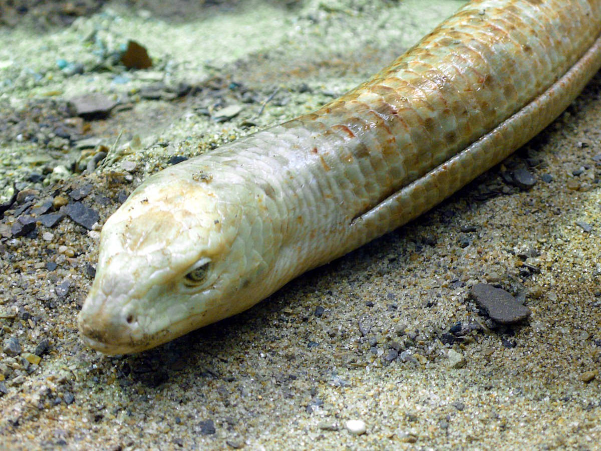 European Glass Lizard Fascinating Head Shot Wallpaper