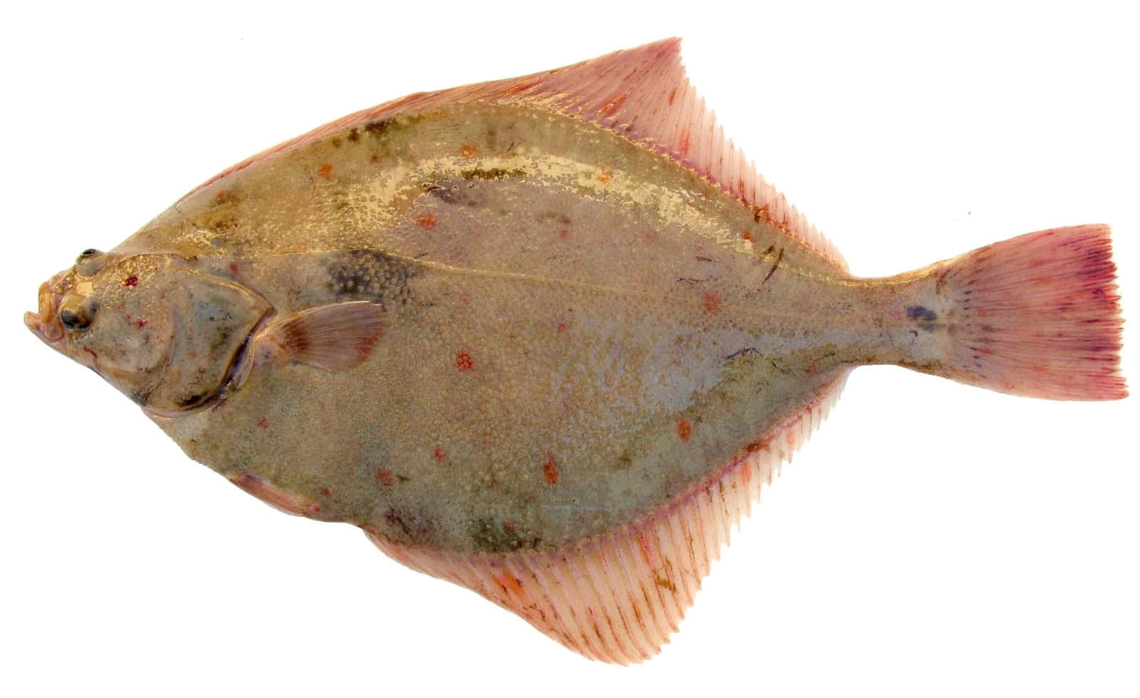 European Plaice Fish Isolated Wallpaper