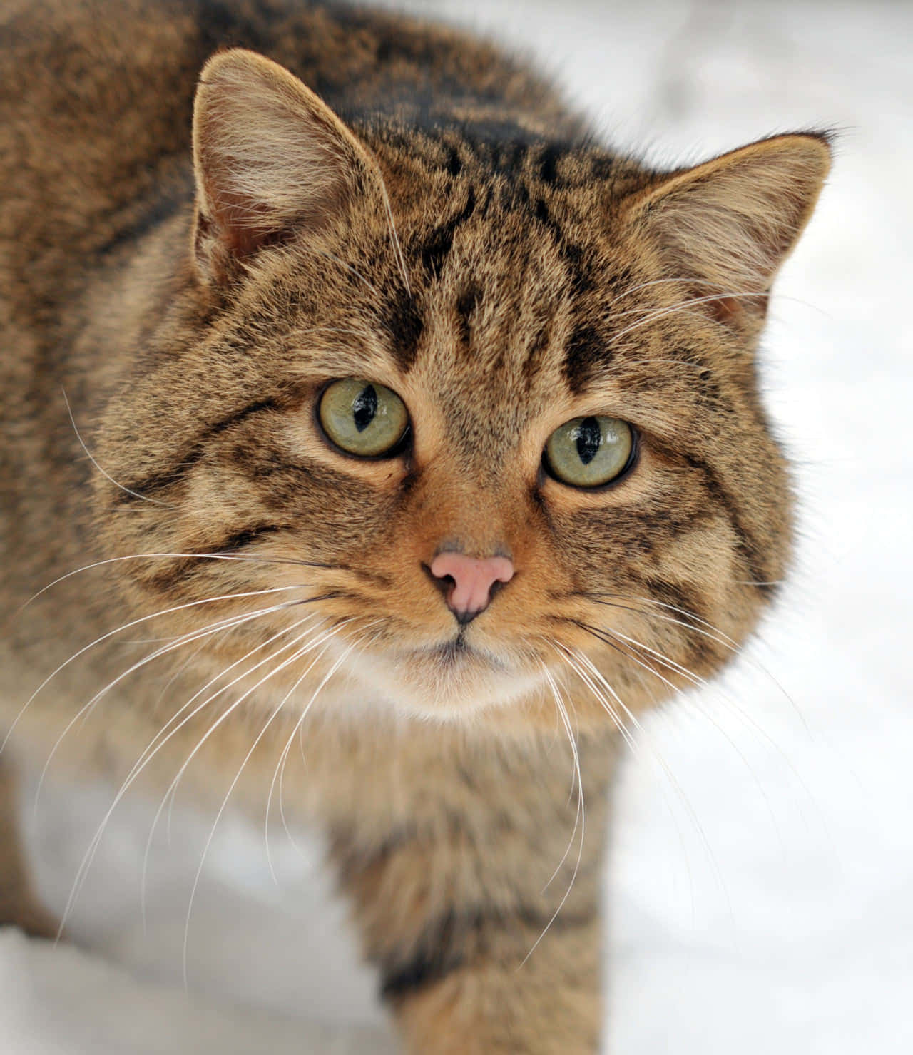 European Wildcat Closeupin Snow.jpg Wallpaper