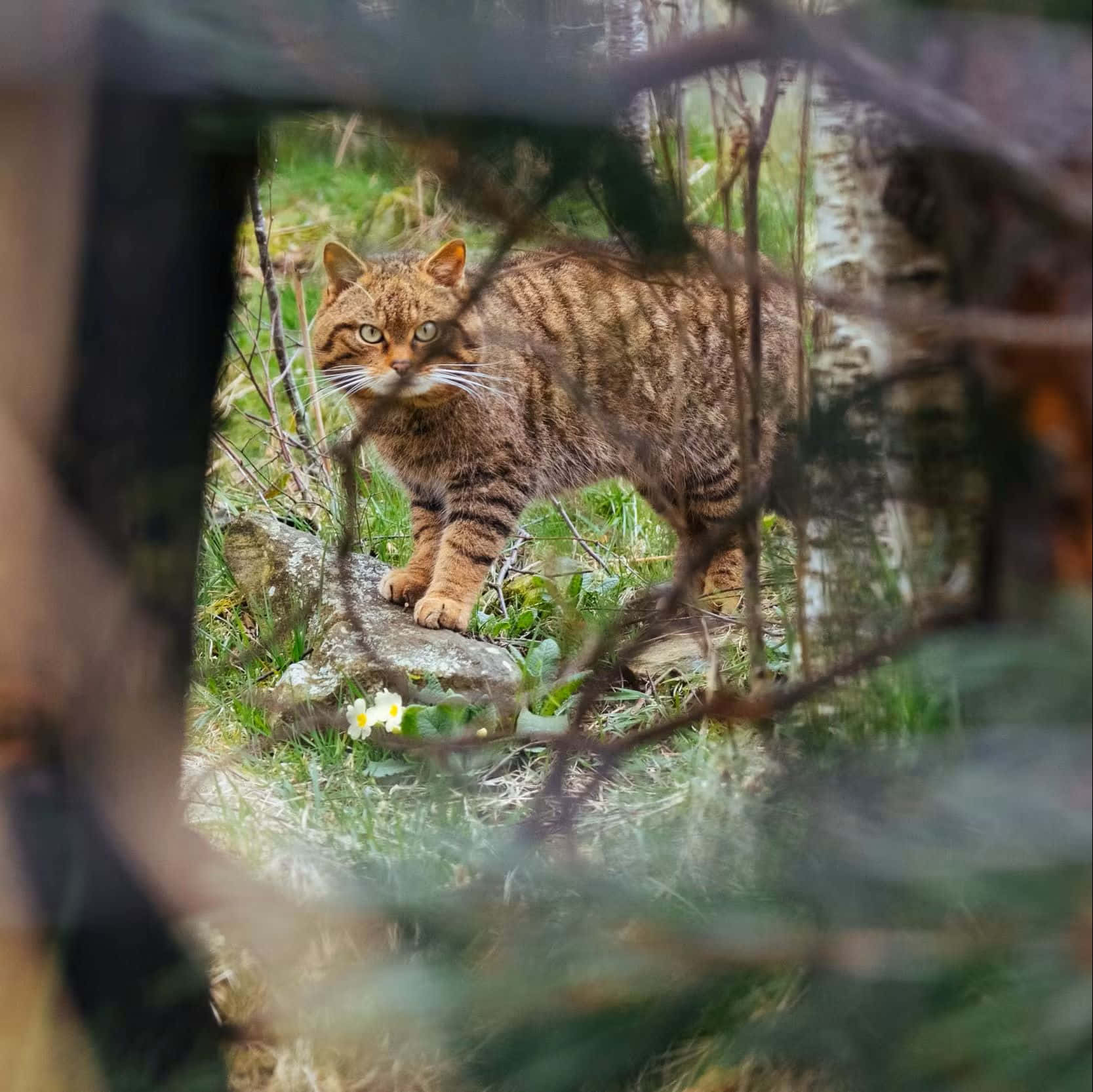 European Wildcatin Habitat.jpg Wallpaper