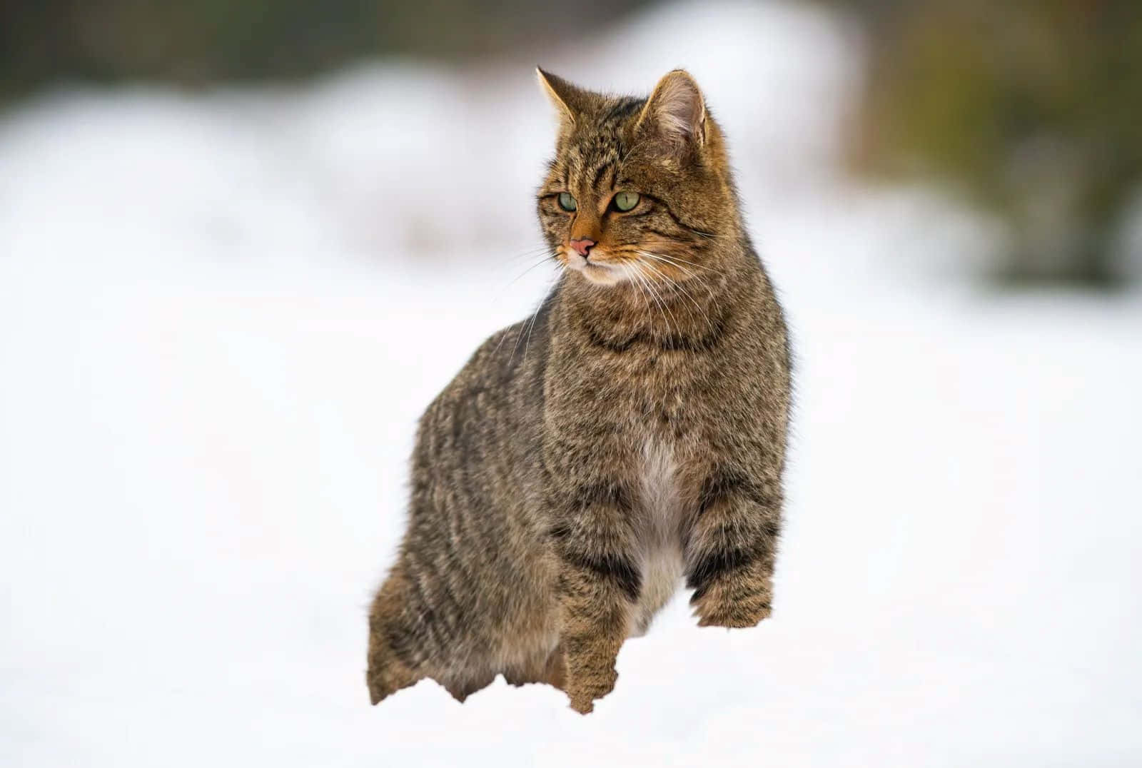 European Wildcatin Snow.jpg Wallpaper