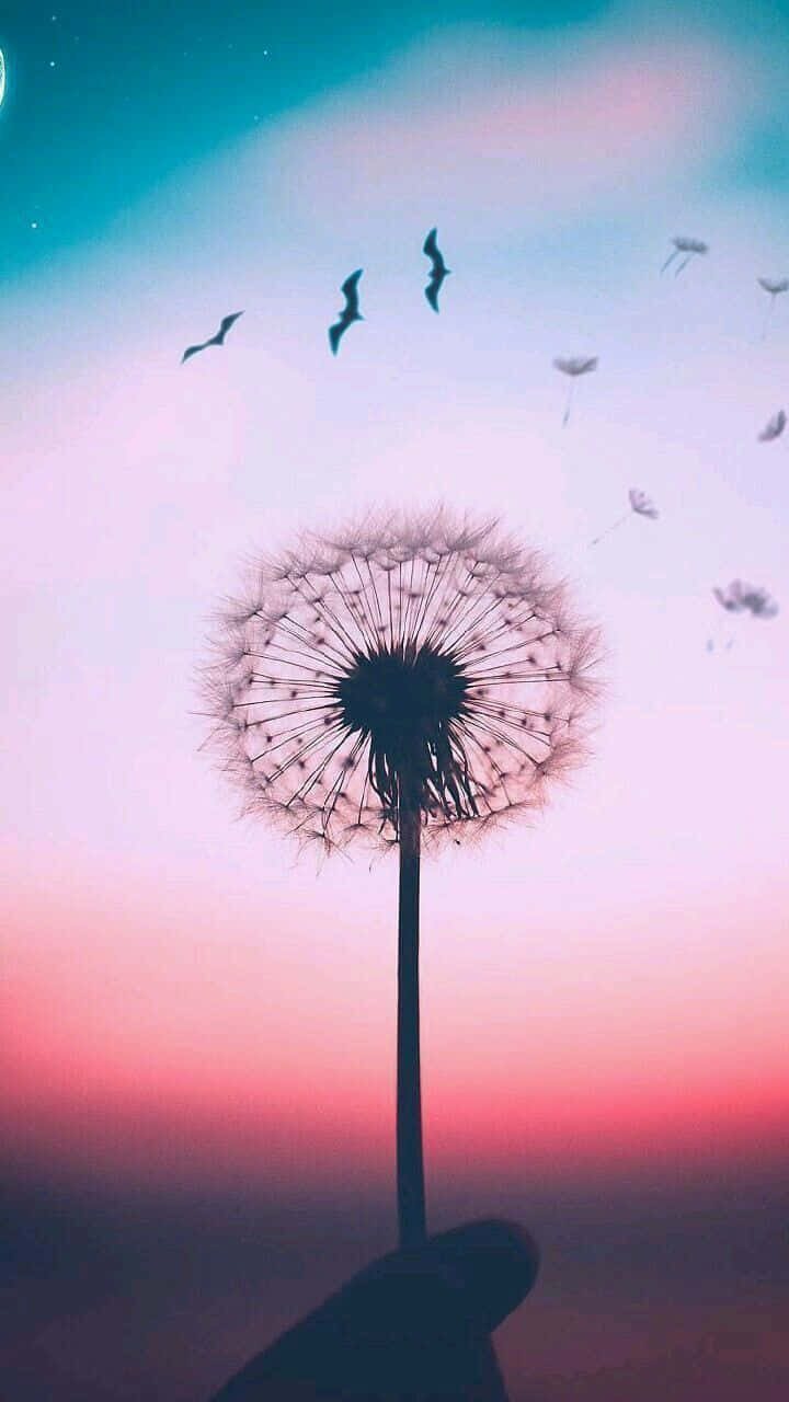 Exceptional Dandelion Wallpaper