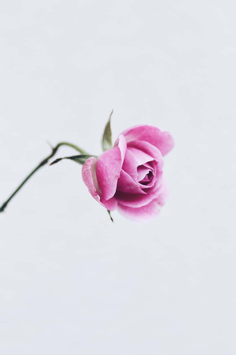 Experience A Beautiful Blend Of Style And Elegance With The Light Pink Floral Iphone Wallpaper. Wallpaper