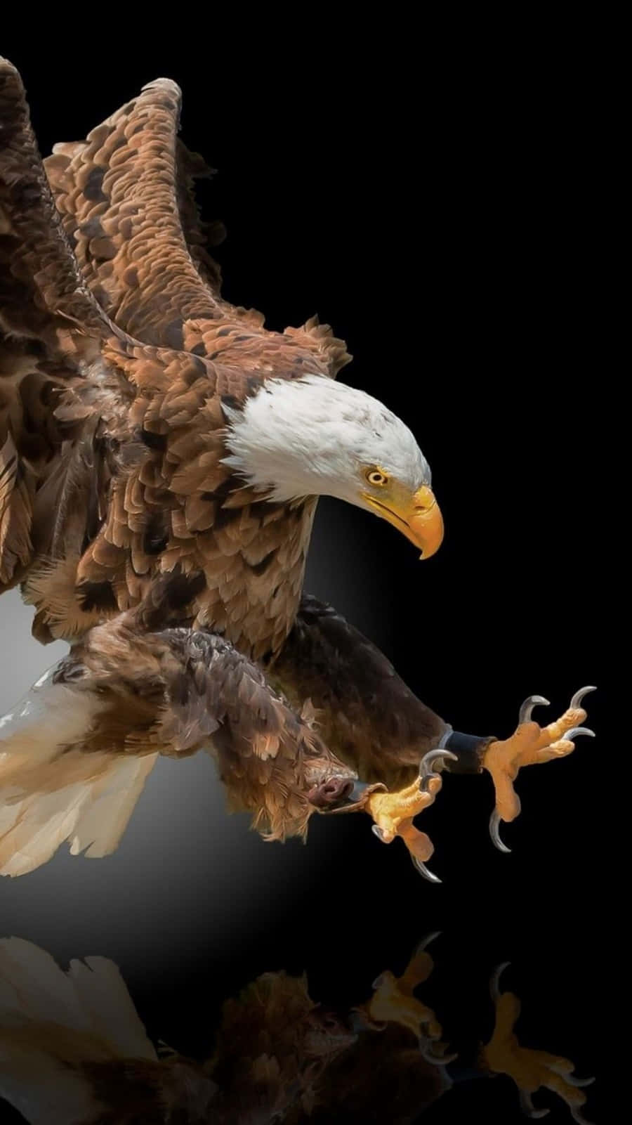 Experience Eagles In Your Pocket Wallpaper