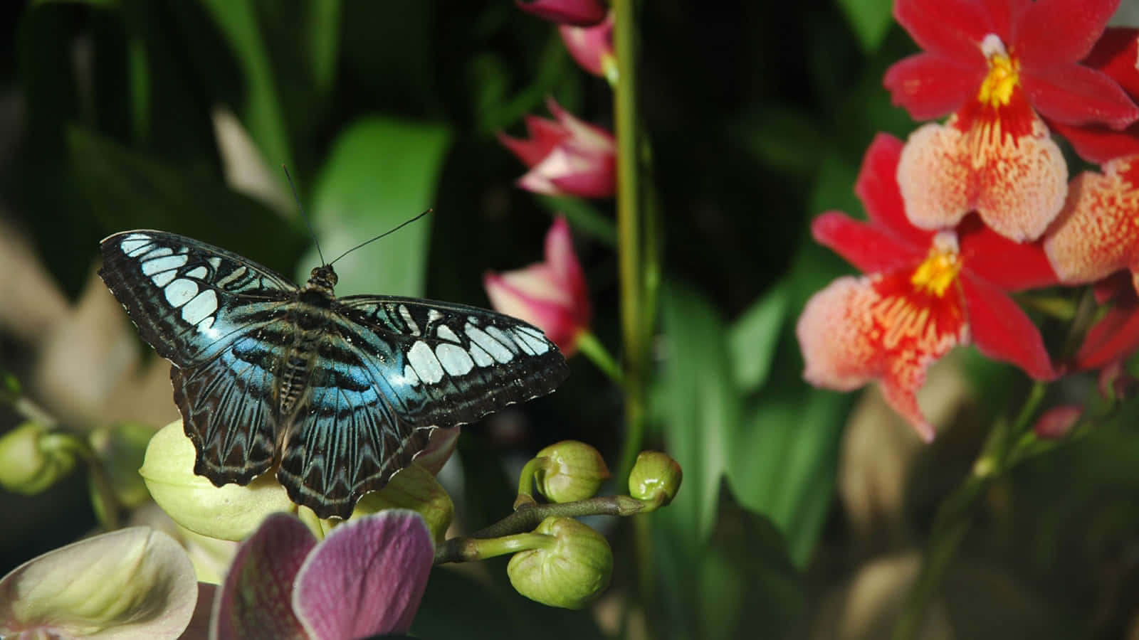 Experience The Beauty Of Nature In A Butterfly Garden Wallpaper