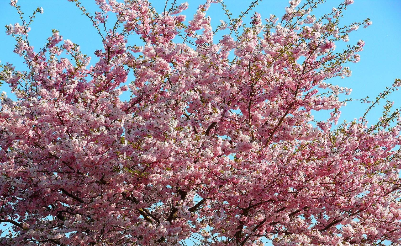 Experience The Beauty Of Spring With A Stunning Sakura Blossom In Full Bloom. Wallpaper