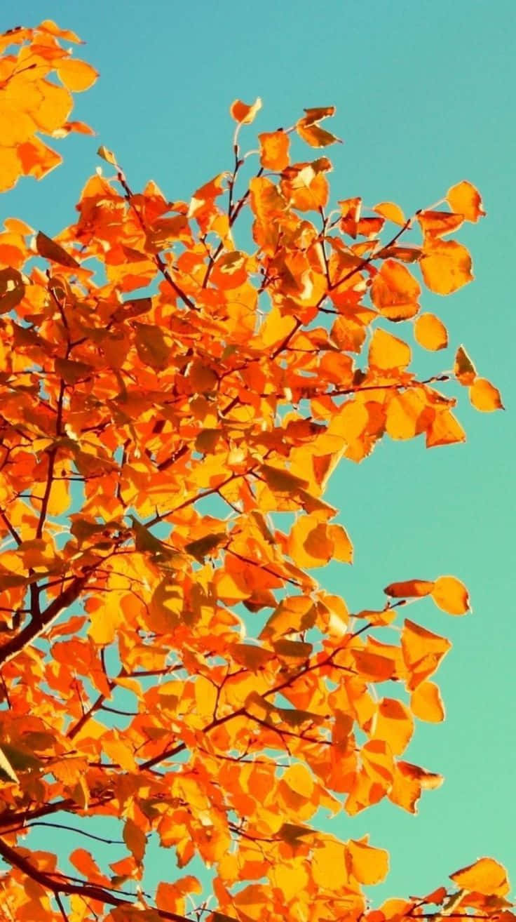 Experience The Enchanting Colours Of Autumn Wallpaper