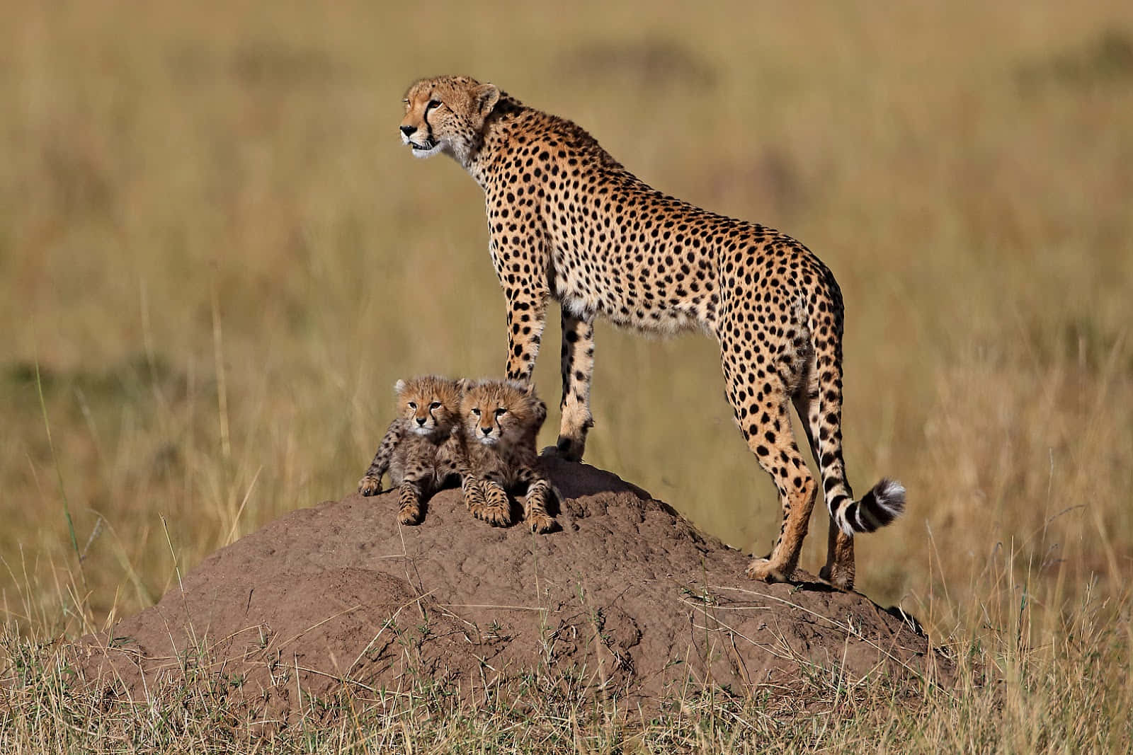 Experience The Majesty Of African Wildlife Up Close And Personal. Wallpaper