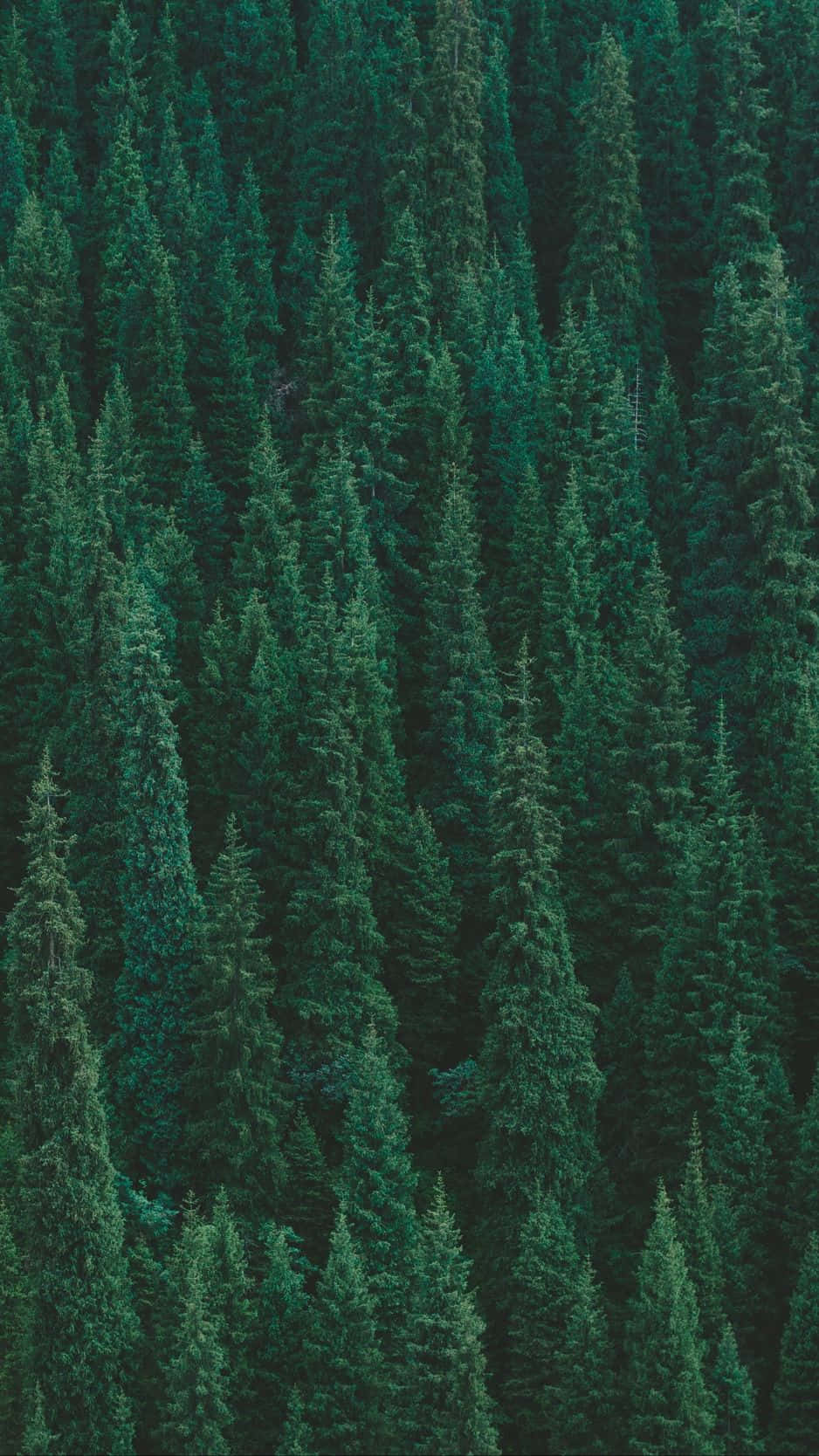 Explore Nature's Splendors With Trees Iphone Wallpaper