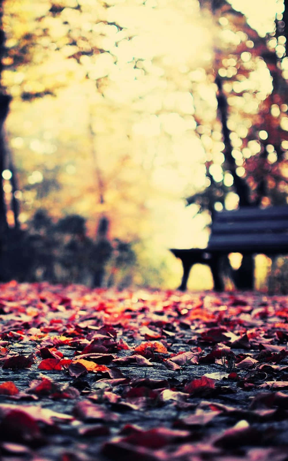 Explore New Possibilities With The Autumn Iphone 6 Plus Wallpaper