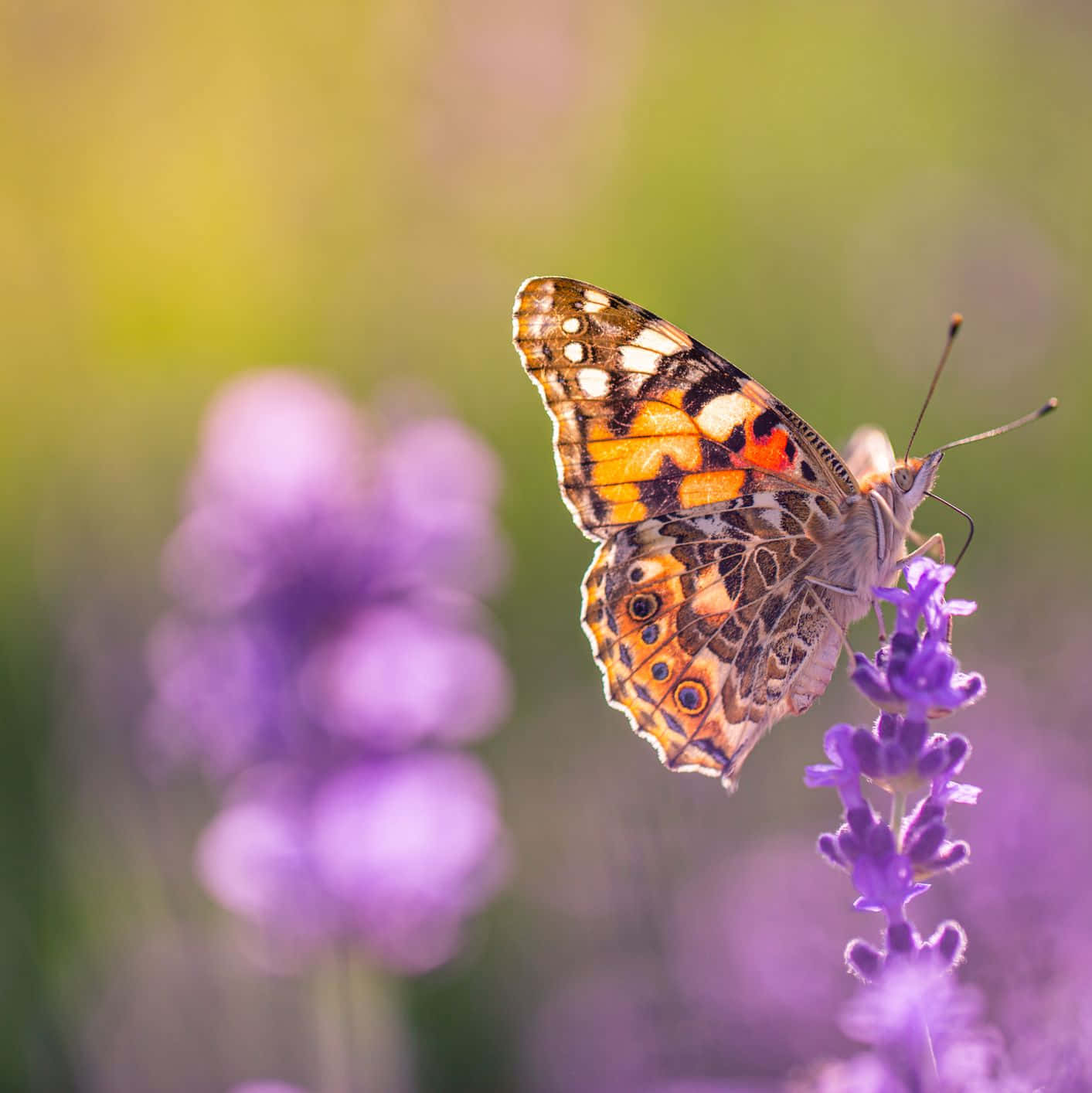 Explore The Beauty Of Nature In The Butterfly Garden. Wallpaper