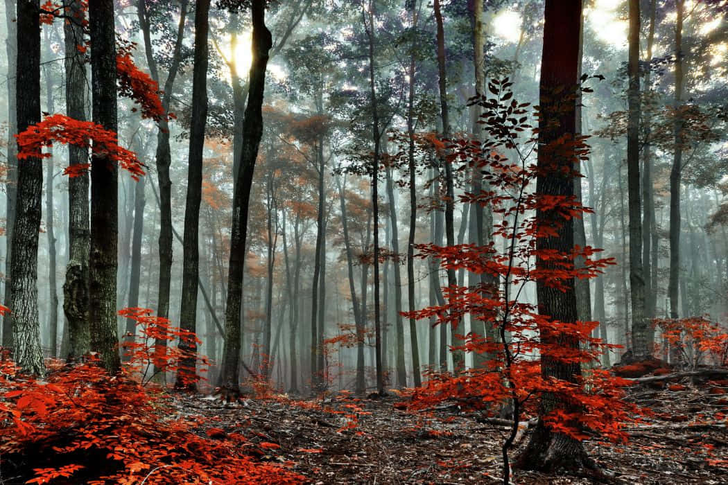 Explore The Beauty Of The Red Forest Wallpaper