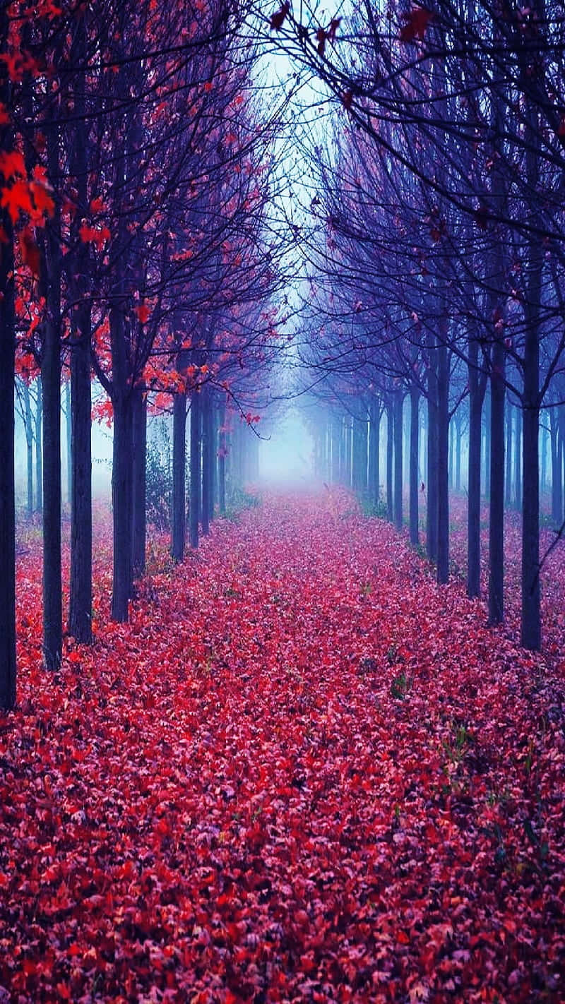 Explore The Beauty Of The Red Forest Wallpaper