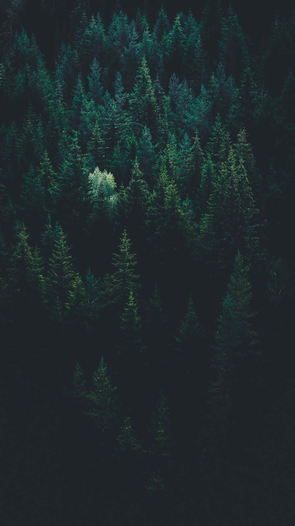 Explore The Mysterious Dark Green Forest Wallpaper