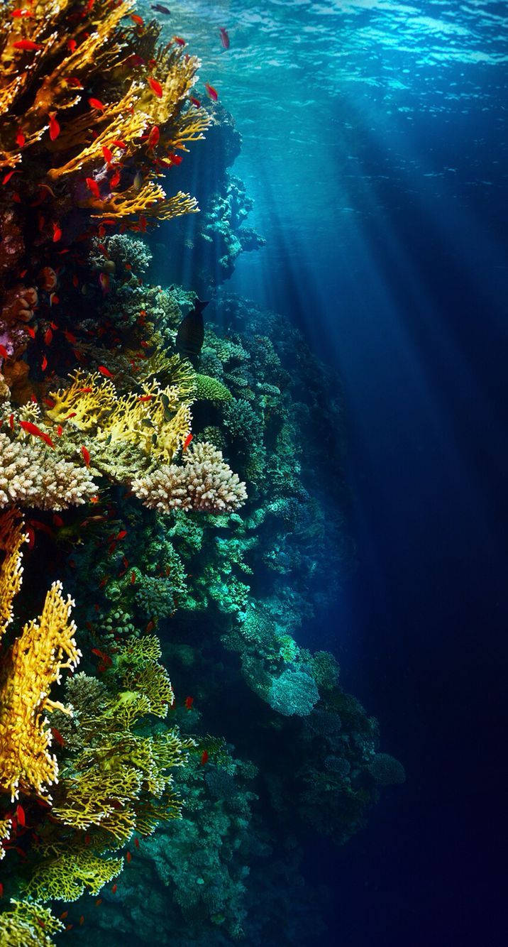 Exploring The Colorful Depths Of An Underwater Reef Wallpaper