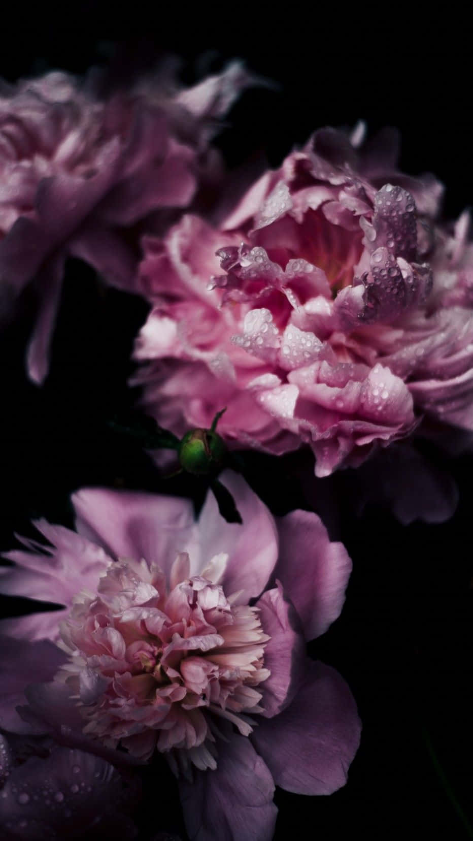 Express Yourself With A Light Pink Floral Iphone Wallpaper