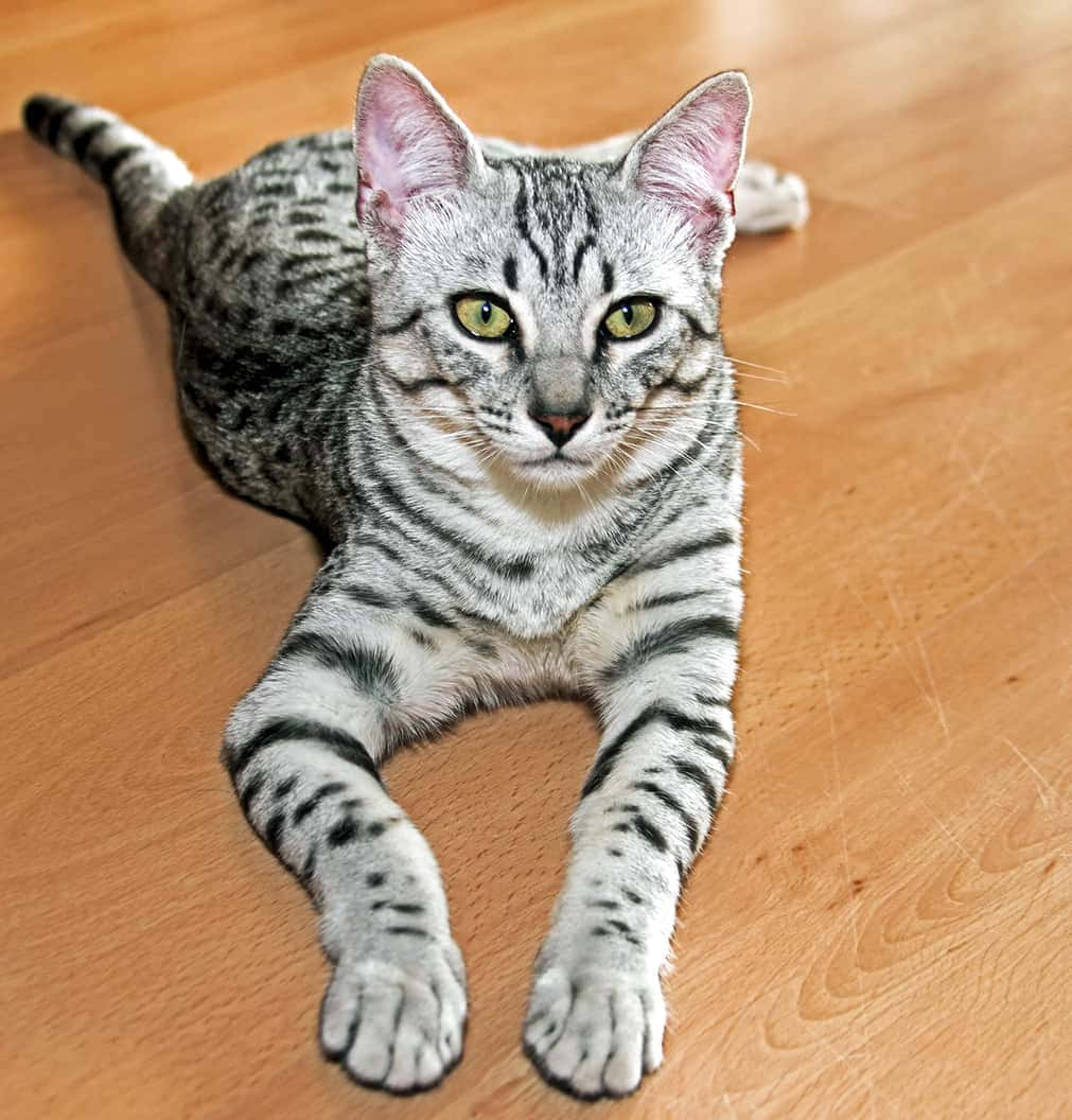 Exquisite Egyptian Mau With Mesmerizing Green Eyes Lounging Gracefully Wallpaper