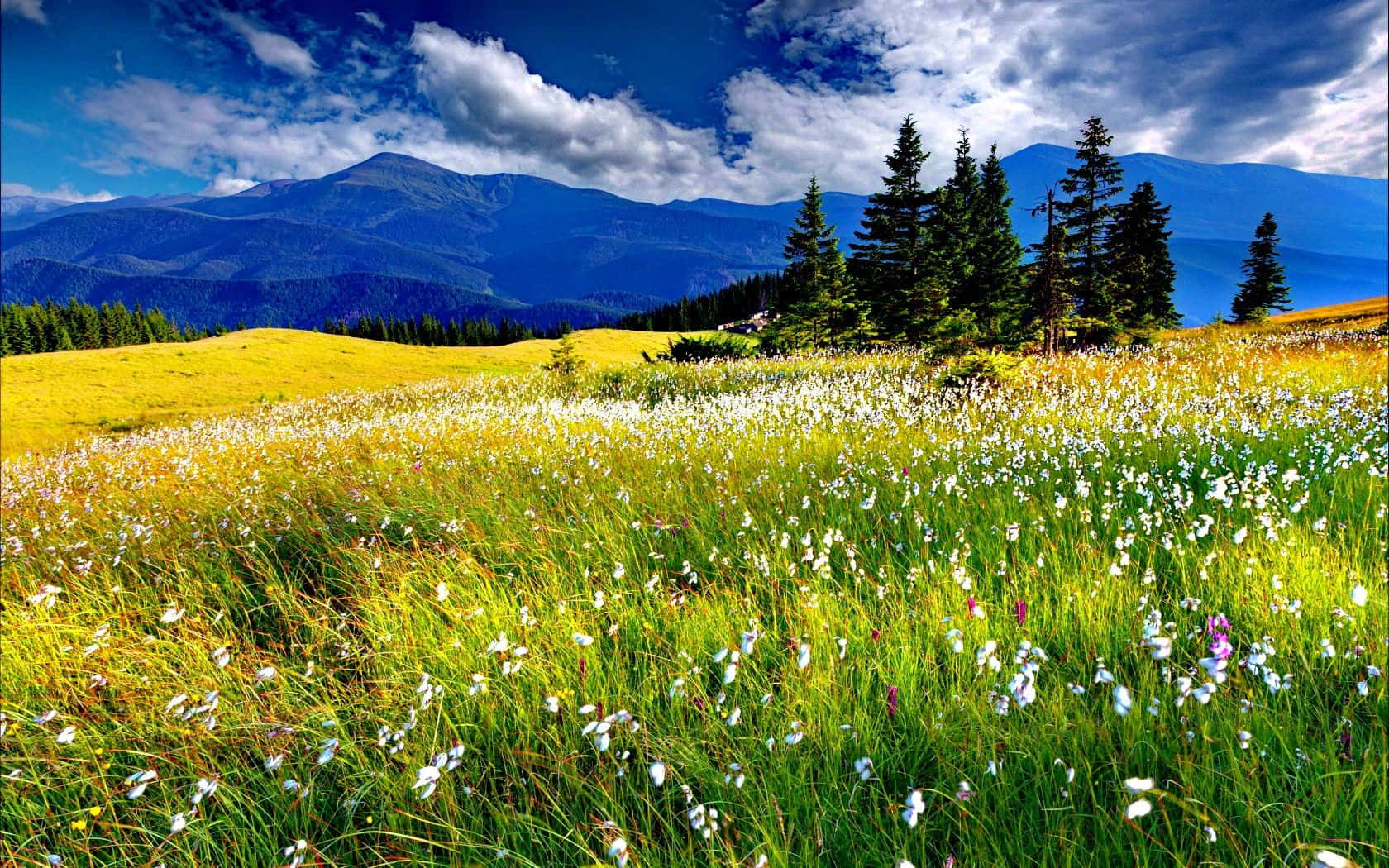 Exquisite Spring Meadow Wallpaper