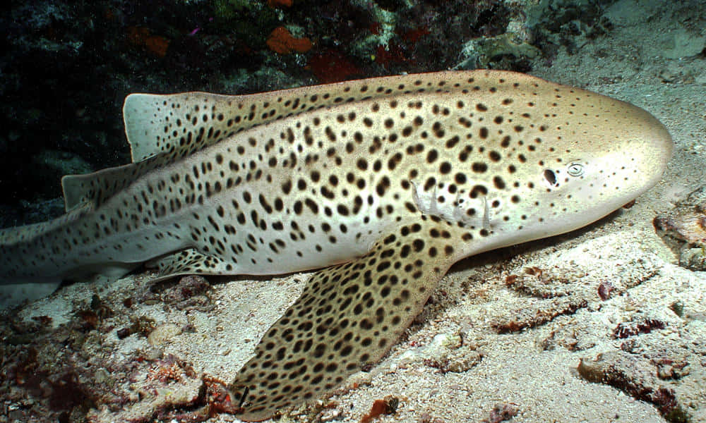 Exquisite Zebra Shark Swimming In Turquoise Water Wallpaper