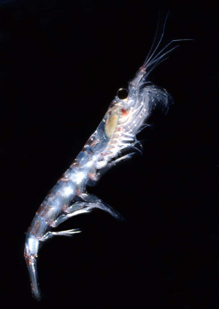 Extraordinary View Of Antarctic Krill In Natural Habitat Wallpaper