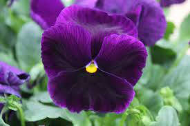 Extreme Close-up Shot Purple Pansy Wallpaper