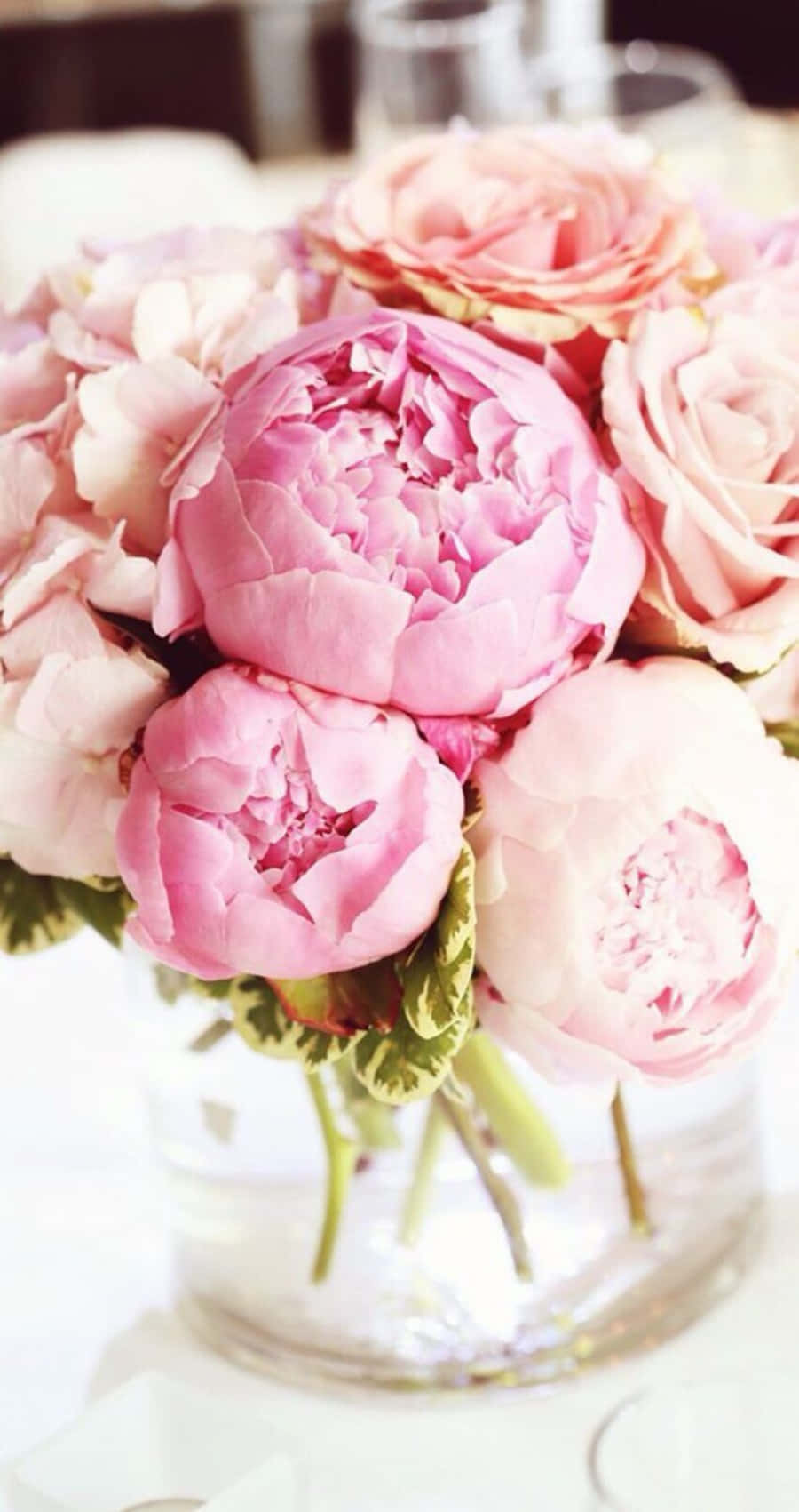 Eye Catching Pink Shades Peony Iphone Wallpaper