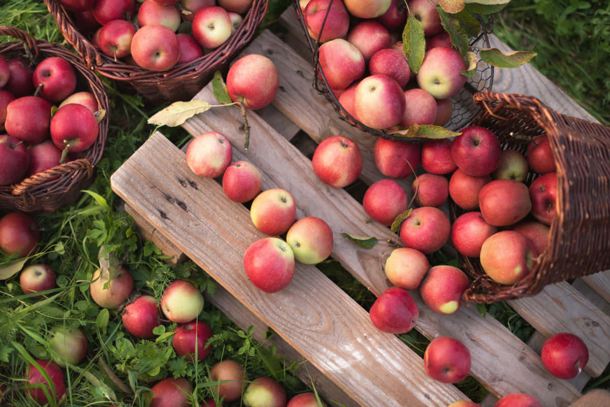 Fall Apples In A Basket Wallpaper