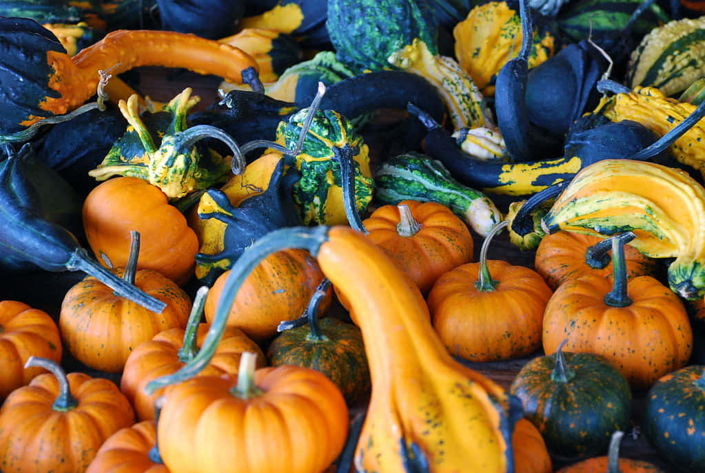 Fall Cornucopia - A Symbol Of Abundance Wallpaper