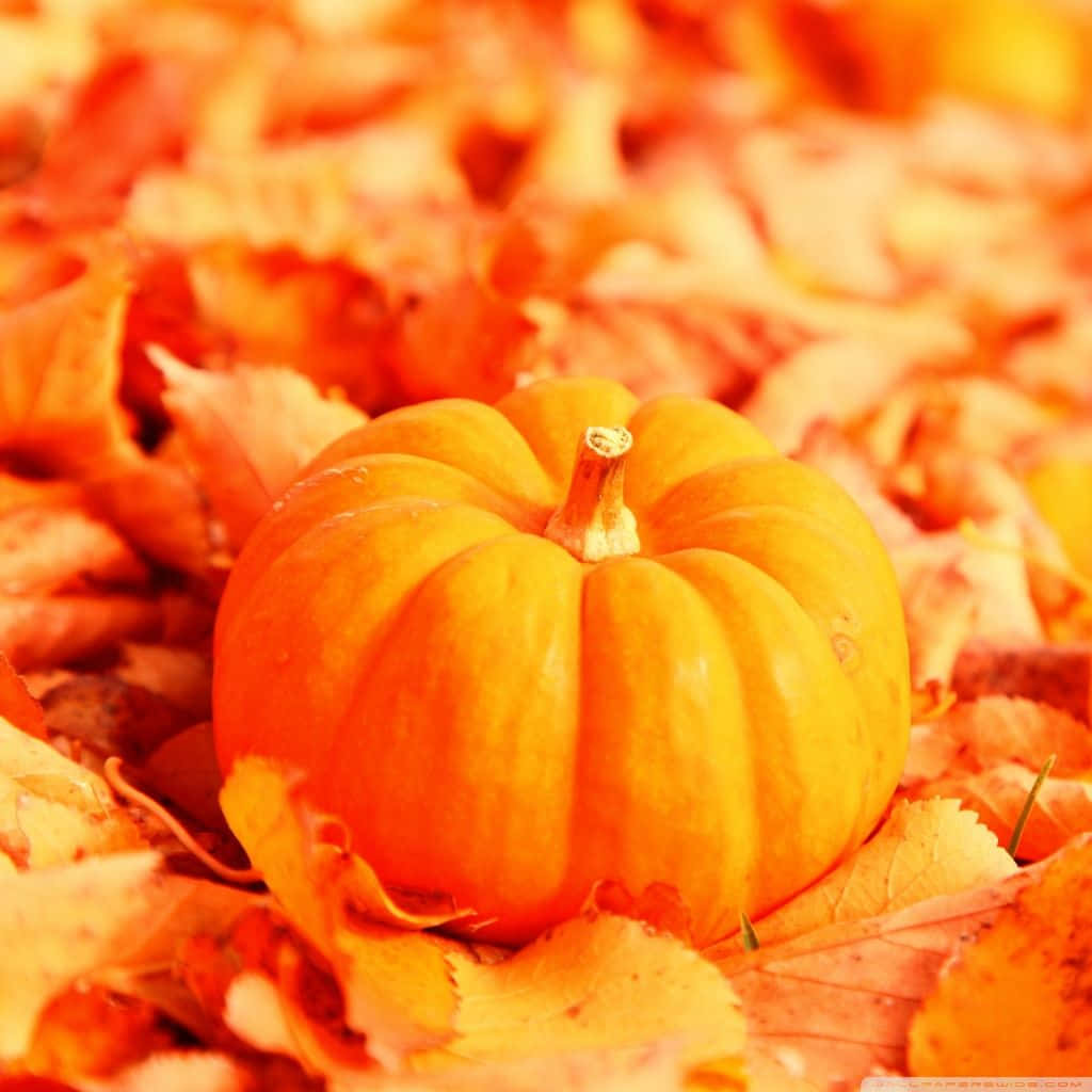 Fall Ipad Pumpkin On Leaves Wallpaper