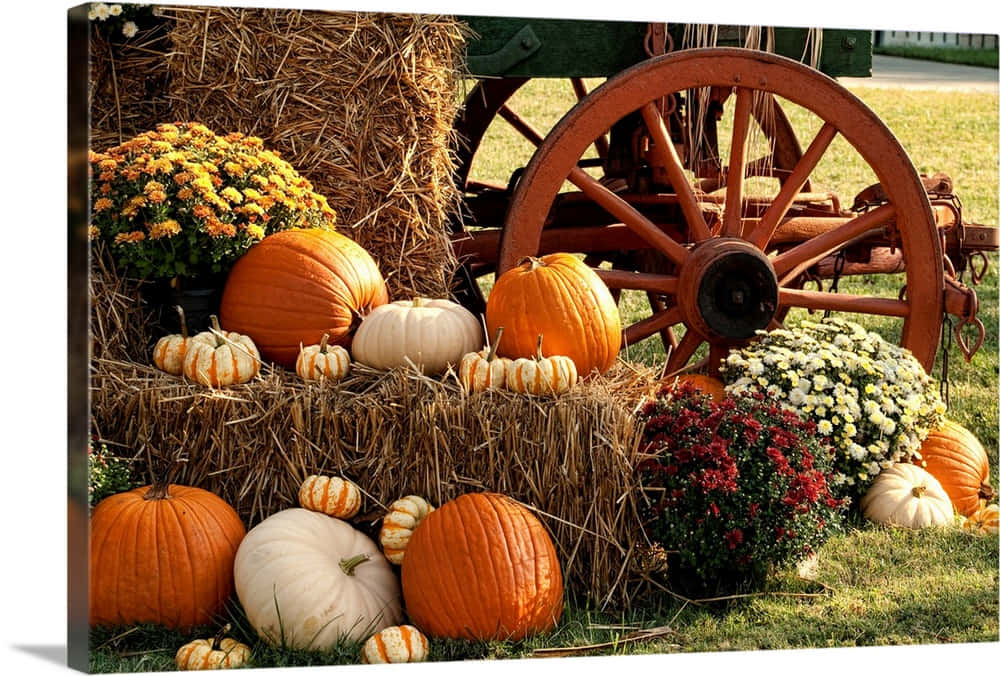 Fall Pumpkins 1000 X 676 Wallpaper Wallpaper