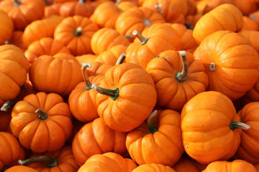 Fall Pumpkins Basking In The Autumn Sunlight Wallpaper