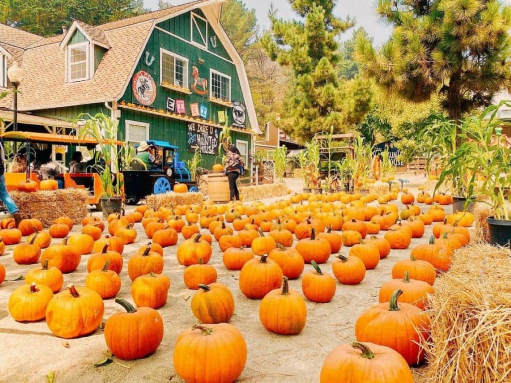 Fall Pumpkins On A Rustic Wooden Table Wallpaper