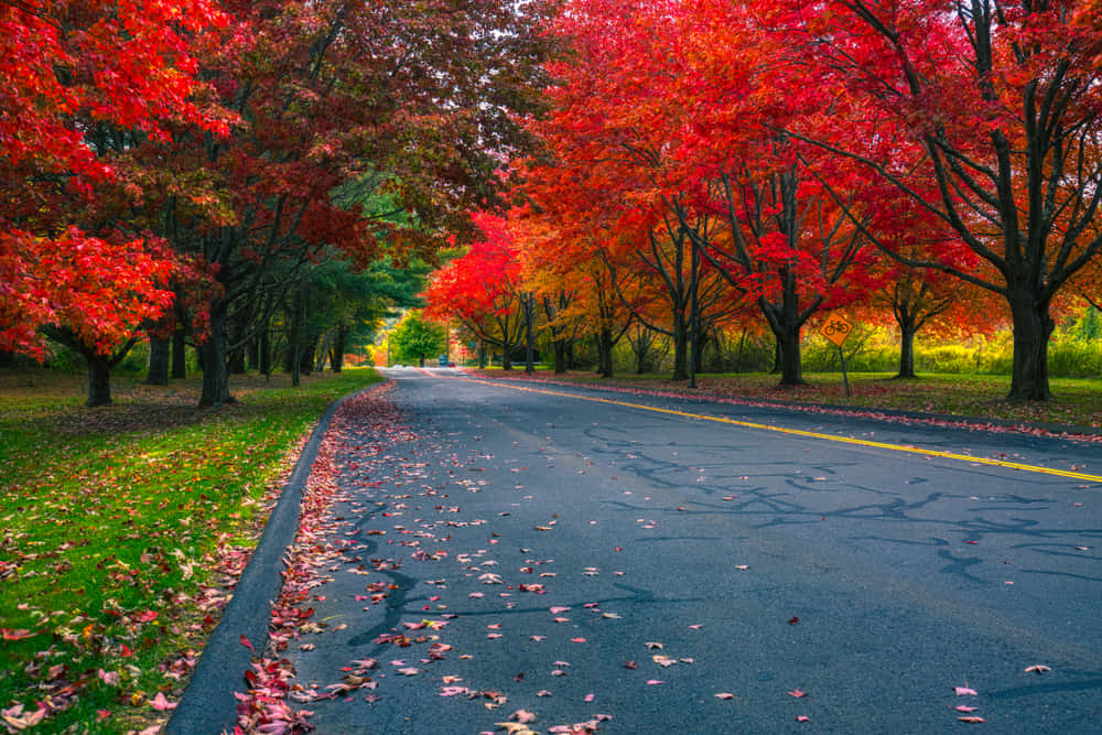 Fall Road - A Picturesque Journey Through Autumn Hues Wallpaper