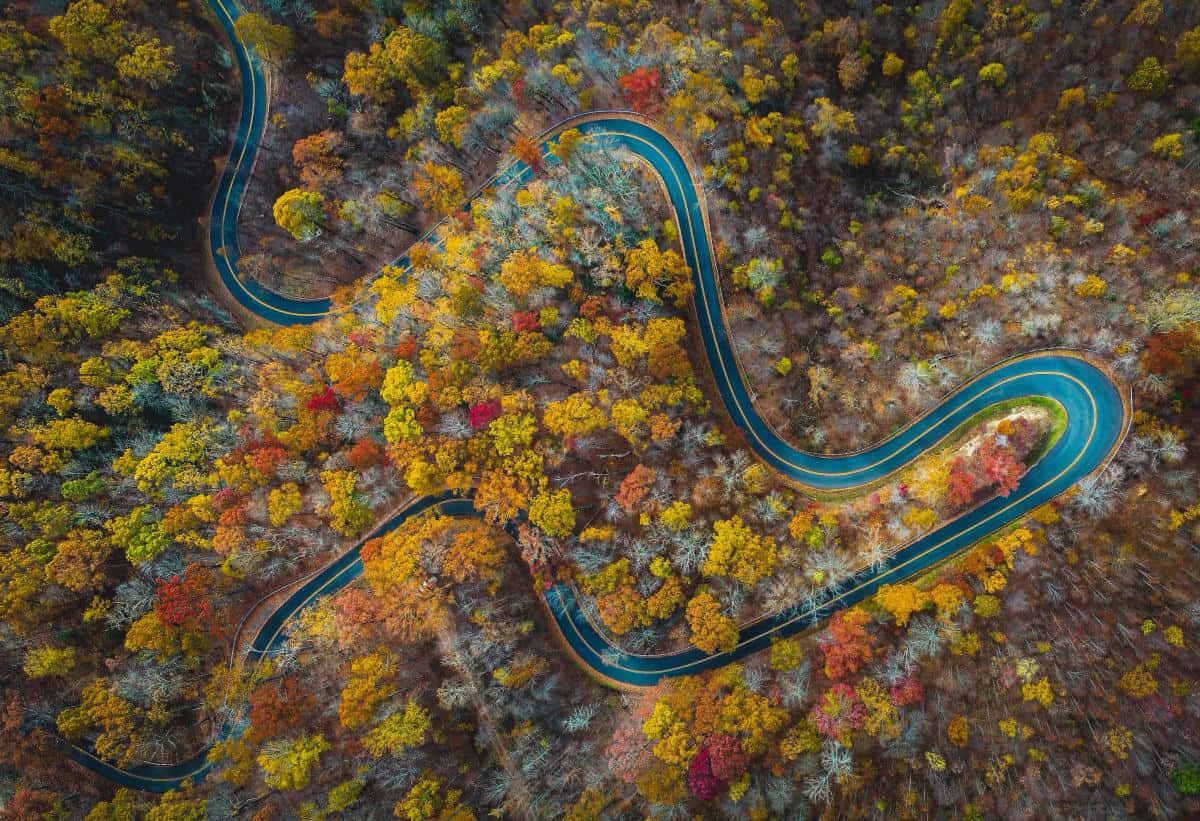 Fall Road Surrounded By Autumn Trees Wallpaper