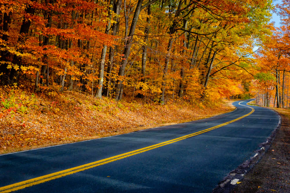 Fall Road Surrounded By Golden Trees Wallpaper