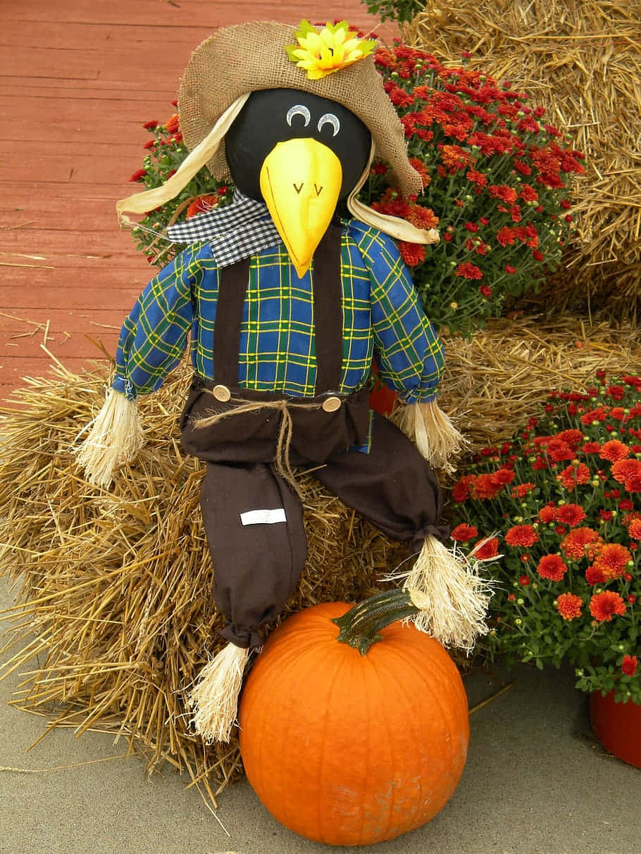 Fall Scarecrow Standing Tall In A Pumpkin Field Wallpaper