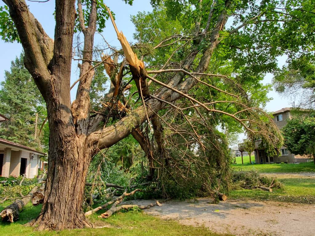 Fallen Tree After Storm Wallpaper